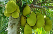 Jackfruit mystery: Hungry thieves must have cooked and eaten, says investigating officer